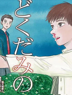 鱼腥草花盛放时